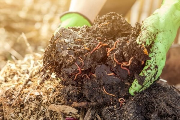 ¿Abonos 2026: Qué esperar y cómo prepararse para la próxima temporada agrícola?