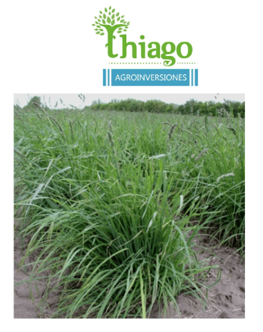 Sugerencia: DACTYLIS GLOMERATA POTOMAC X KG 