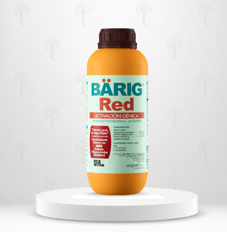 BARIG RED X LT 